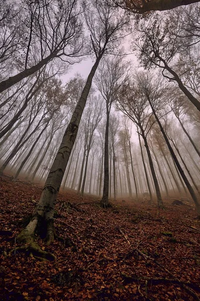 Kahle Bäume gegen düsteren Himmel — Stockfoto