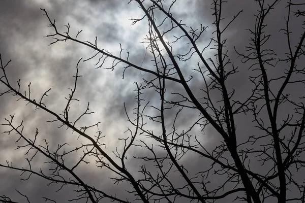 Bare tree branches — Stock Photo, Image