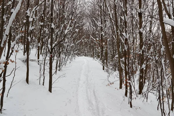 Winter bospad — Stockfoto