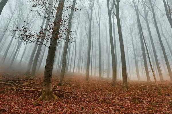 Niebla del bosque otoñal — Foto de Stock