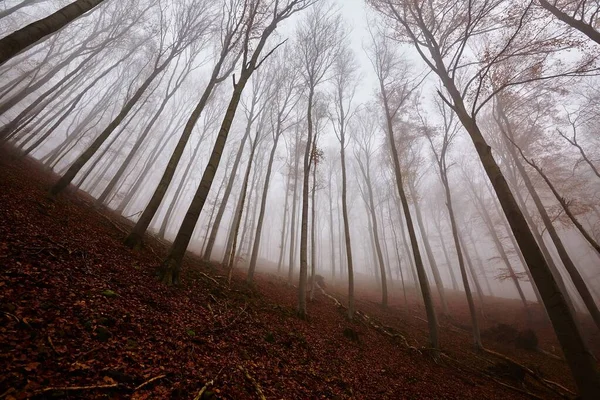 Nevoeiro da floresta de outono — Fotografia de Stock