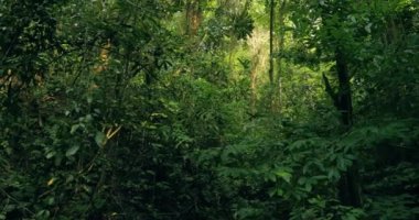 Yağmur ormanları, bereketli nemli ormanlar.