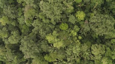 Yağmur Ormanı, Lush Nemli Orman, İHA görüntüleri