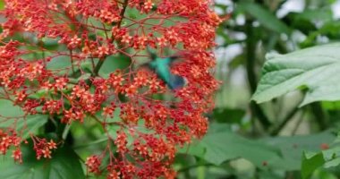 Colibri yağmur ormanlarında çiçekten besleniyor