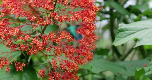 Colibri alimentando-se de flor em uma floresta tropical — Vídeo de Stock