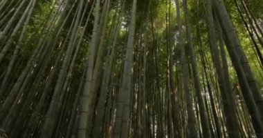 Kyoto Bambu Ormanı