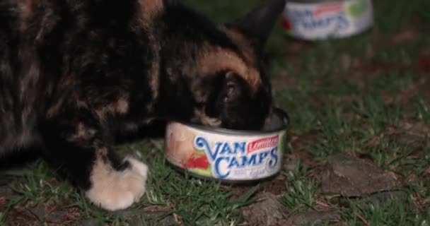 Gatos comiendo atún de lata — Vídeos de Stock