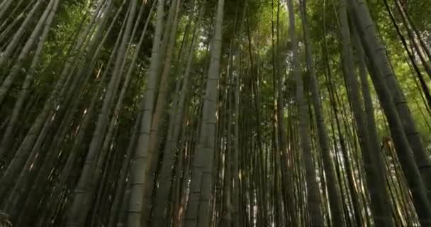 Kjótský bambusový les