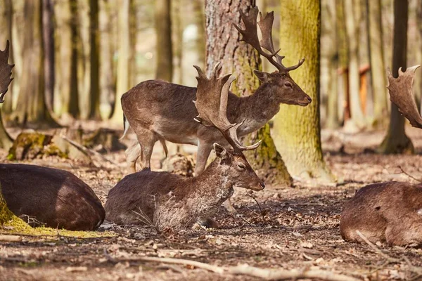 Ciervos en el bosque — Foto de Stock