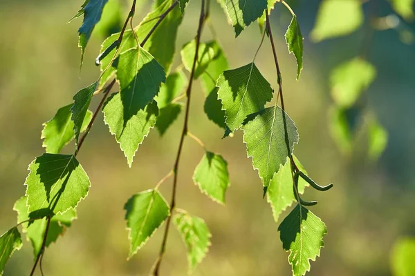 Groene bladeren van de lente — Stockfoto