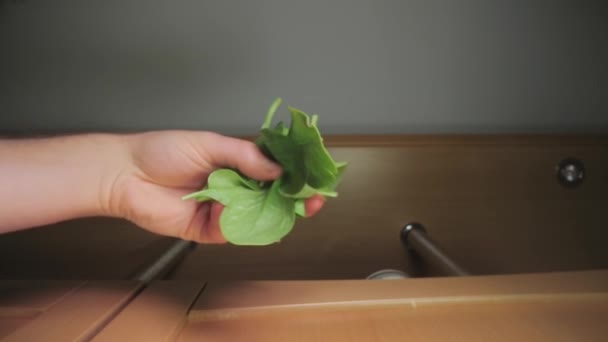 Färska gröna spenat blad tappade på mat — Stockvideo