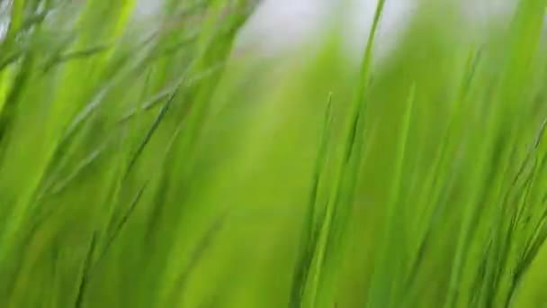 Grüne Graswiese raschelt im Wind Zeitlupe — Stockvideo