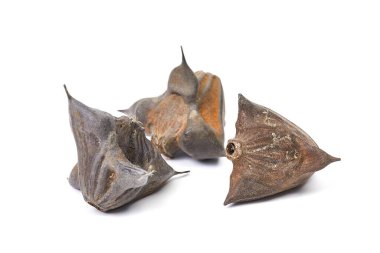 Su caltrop tohumları