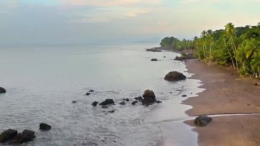 Pasifik Sahili Yağmur Ormanı