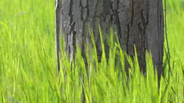 Parque con árbol y hierba — Vídeo de stock