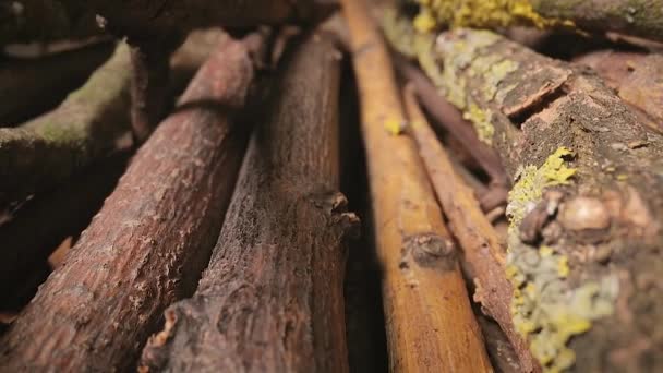 Holzstäbchen für das Feuer gesammelt — Stockvideo