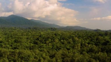 Yağmur ormanları, bereketli nemli ormanlar.