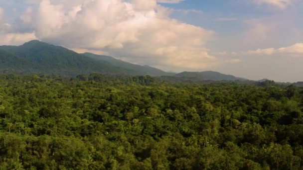 Bosque lluvioso, exuberantes bosques húmedos — Vídeo de stock
