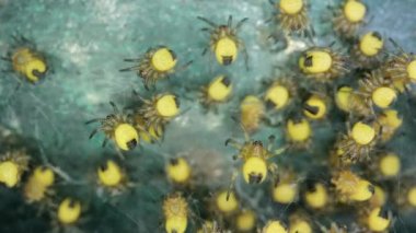 Minik yeni doğmuş bahçe örümcekleri makro, Araneus diadematus