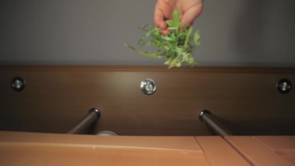 Verse groene aragula salade blad gedropt op voedsel — Stockvideo