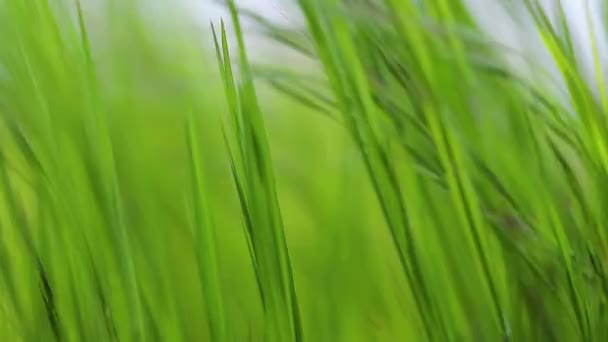 Groene grasweide ritselen in de wind slow motion — Stockvideo