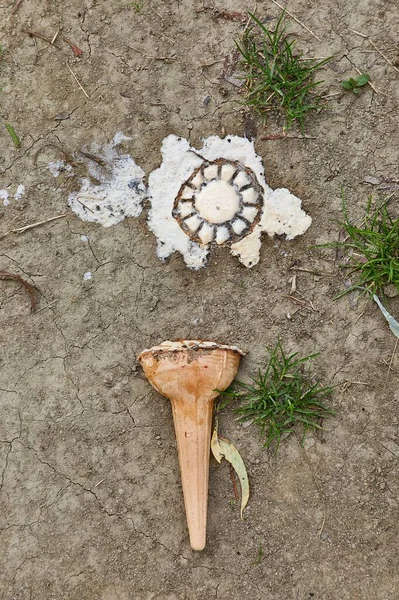 Dropped ice-cream melting on the ground — Stock Photo, Image