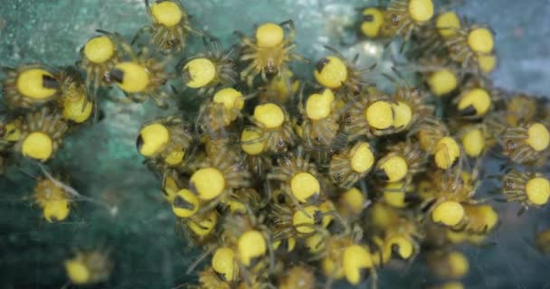 Крихітні новонароджені садові павуки макрос, Araneus diadematus — стокове відео