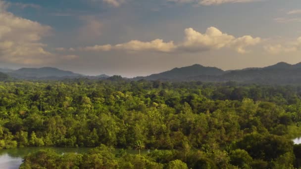 Bosque lluvioso, exuberantes bosques húmedos — Vídeo de stock
