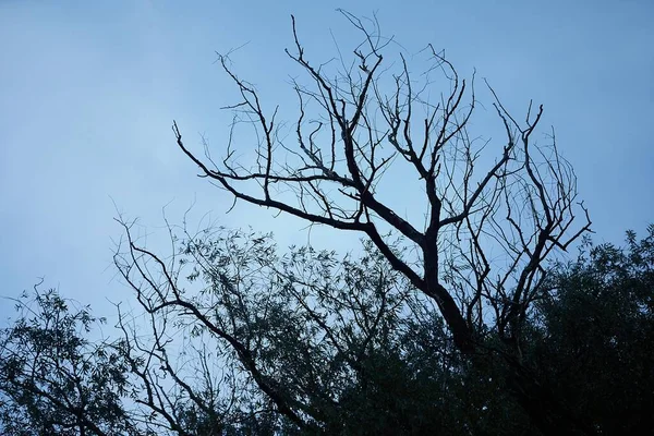 Ramas de árboles desnudos —  Fotos de Stock