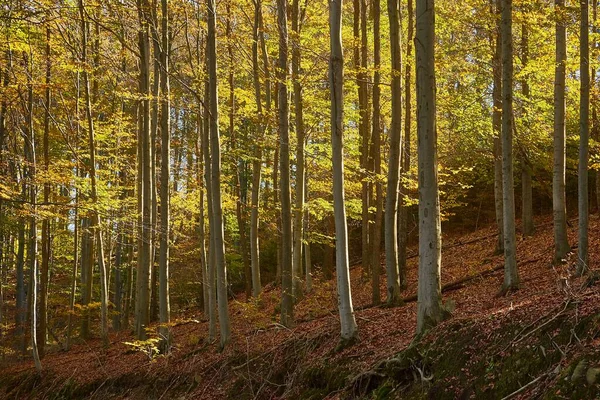 Herfst kleuren in een bos — Stockfoto