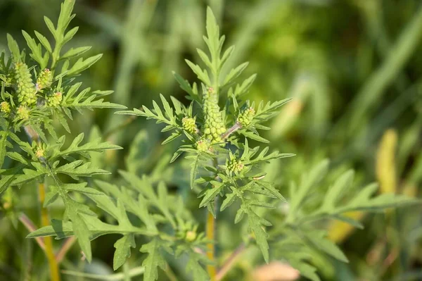 Nahaufnahme von Ragweed, einer gewöhnlichen Allergiepflanze — Stockfoto