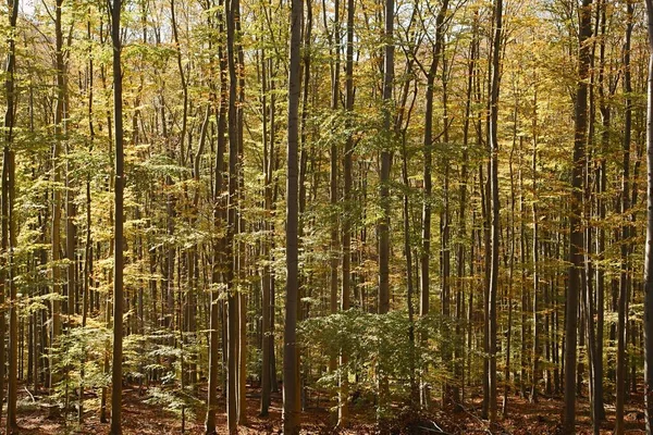 Φθινοπωρινά χρώματα σε ένα δάσος — Φωτογραφία Αρχείου