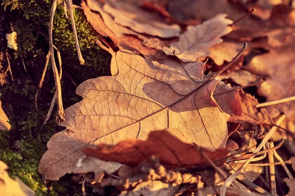 Gefallene Herbstblätter — Stockfoto