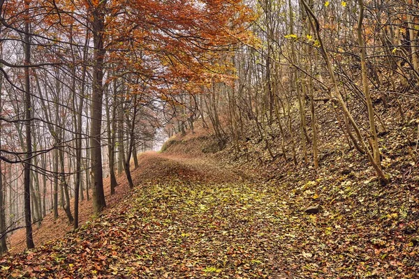 Høstskogsvei mellom trær – stockfoto