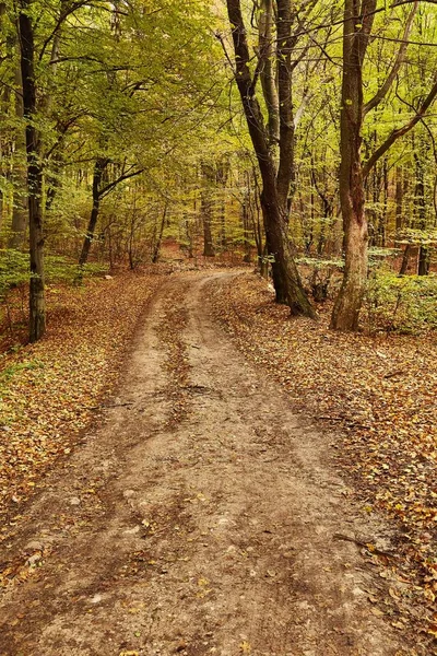 Caminho da floresta de outono — Fotografia de Stock