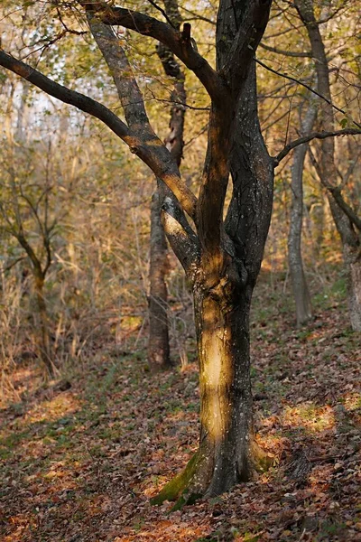 Tronc d'arbre en automne — Photo