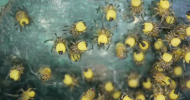 Pequenas aranhas de jardim recém-nascidas macro, Araneus diadematus — Vídeo de Stock