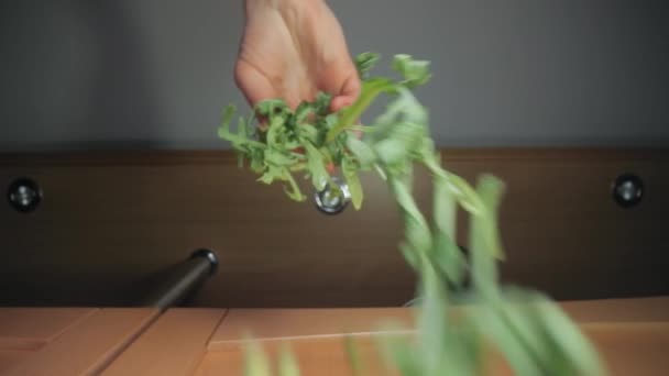 Färska gröna aragula sallad blad tappade på mat — Stockvideo