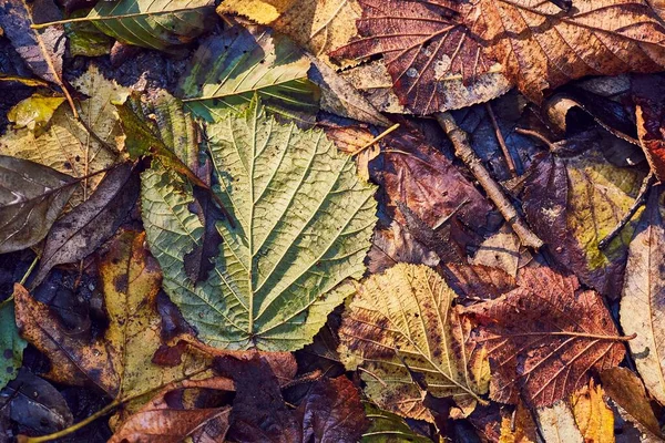 Gefallene Herbstblätter — Stockfoto