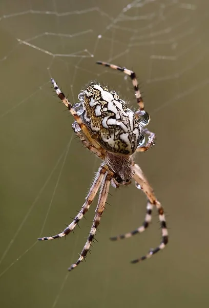 Pavouk v síti — Stock fotografie