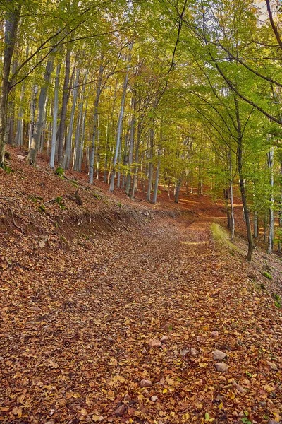 Sentier forestier d'automne — Photo