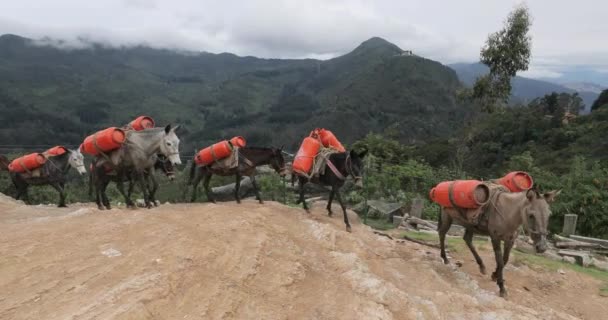 Ezels dragen gewicht op een berg, Andes landschap — Stockvideo