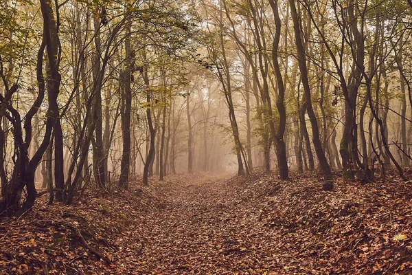 Lesní cesta v mlze — Stock fotografie