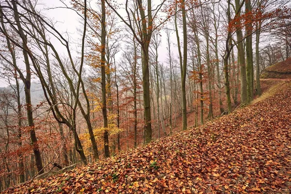 Jesienna mgła leśna — Zdjęcie stockowe
