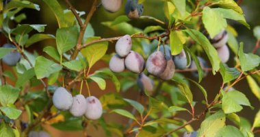 Erik ağacı yakın plan