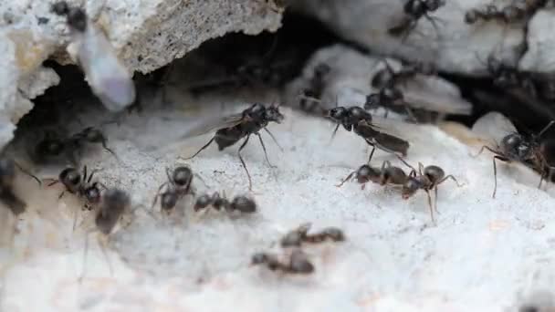 Colonia de hormigas en un agujero de hormigón — Vídeos de Stock