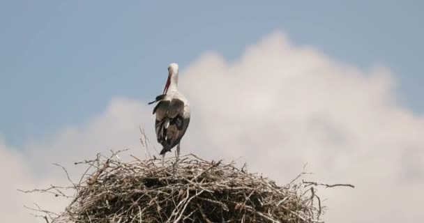 Storch im Nest — Stockvideo