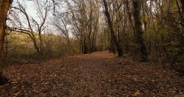 Jesienny spacer po parku — Wideo stockowe