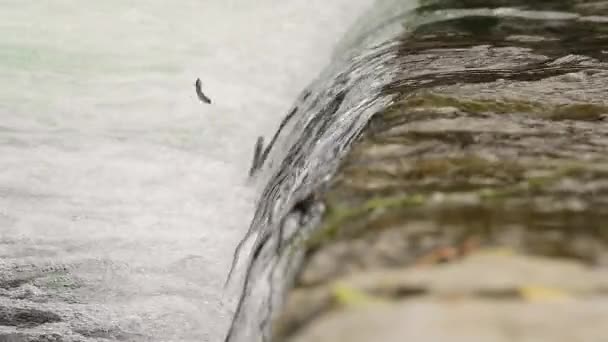 Разбрызгивая воду над дамбой, мелкая рыбка пытается подпрыгнуть — стоковое видео