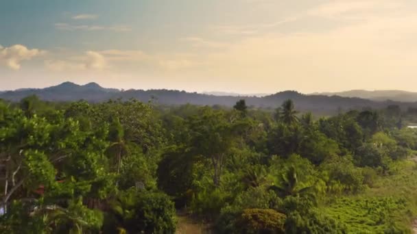 Rainforest, Lush Humid Woods — Stock Video